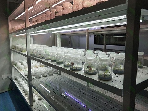 鹤岗植物组织培养实验室设计建设方案